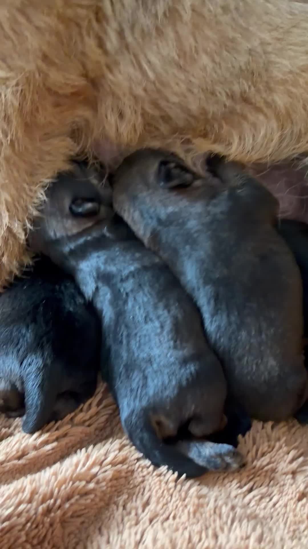 Border Terrier dogs for sale: 🐾 Licensed breeder of KC border terrier puppies  - Video 1