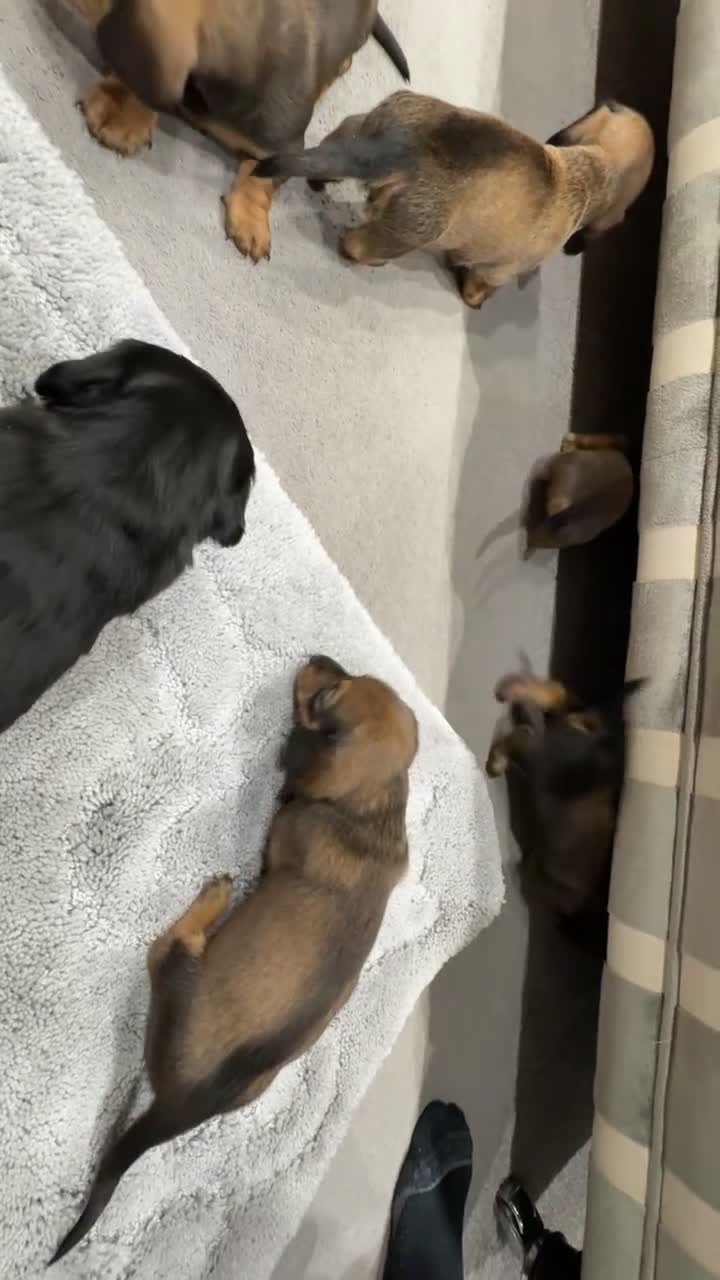 Dachshund dogs for sale: Standard Dachshund Puppies - Video 1