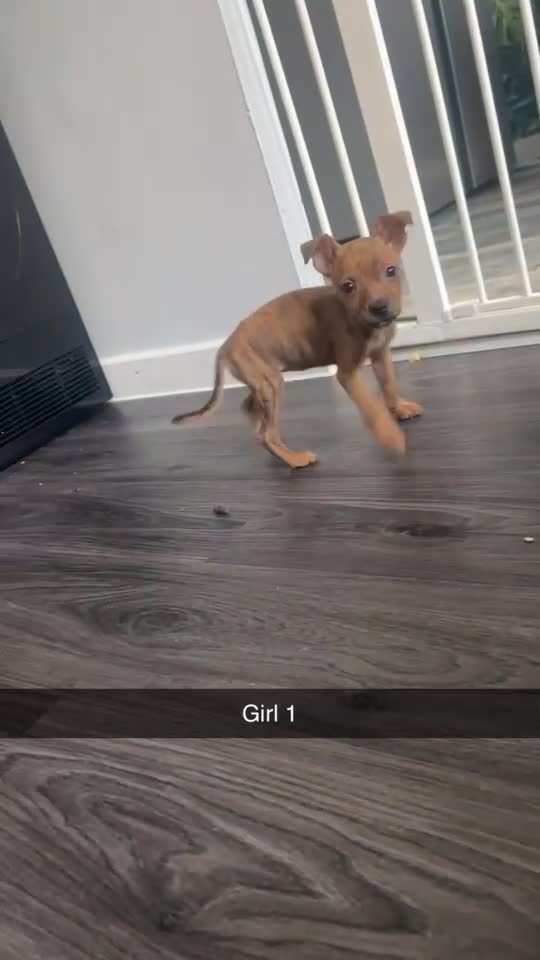 Staffordshire Bull Terrier dogs for sale: 3 staffy puppies  - Video 2