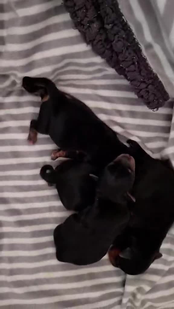 Yorkshire Terrier dogs for sale: Beautiful Yorkie Puppies Looking For Loving Homes - Video 2