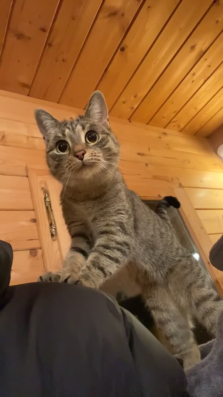 Mixed Breed cats for sale: Beautiful Grey Female Cat for Sale  - Video 2