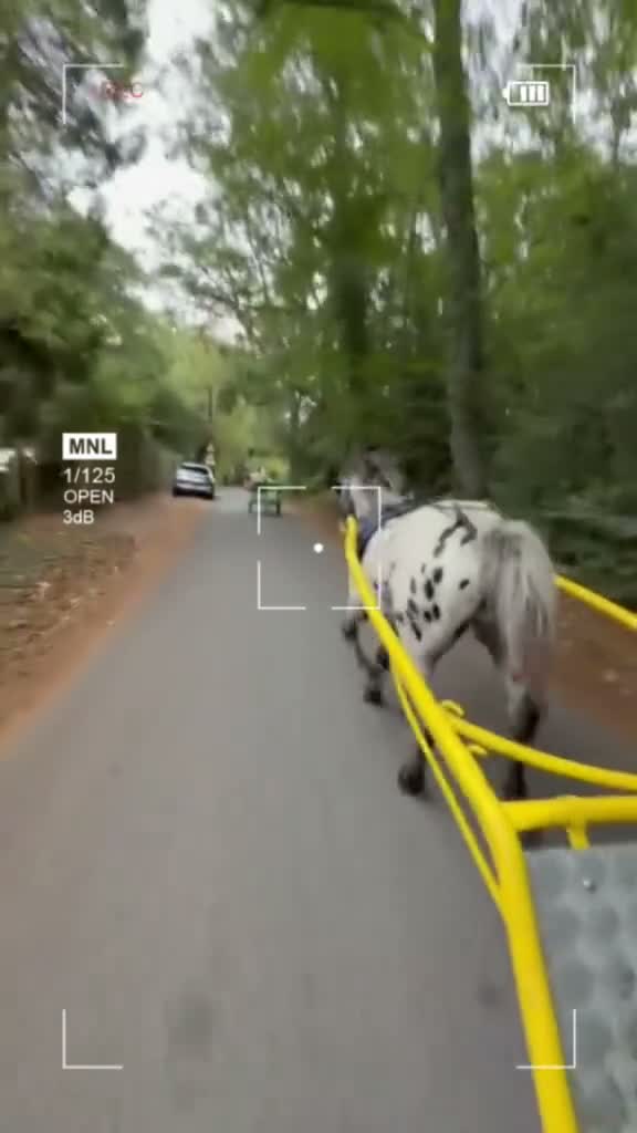 Appaloosa horses for sale: 13,2 ride and drive  in Ascot - Video 1
