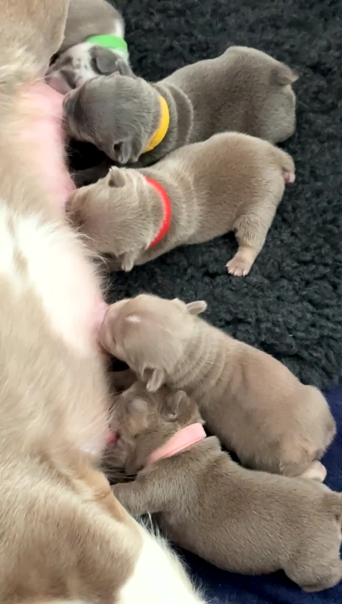 French Bulldog dogs for sale: French bulldogs  - Video 1