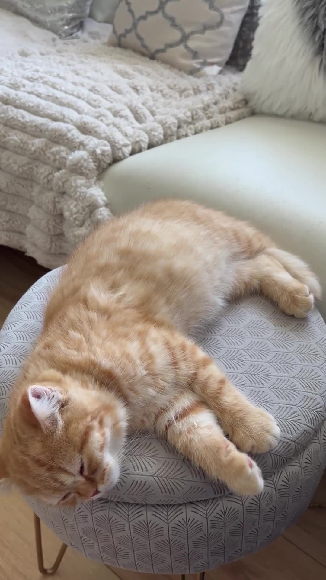 British Shorthair cats for sale: Beautiful rare colour British Shorthair  - Video 1