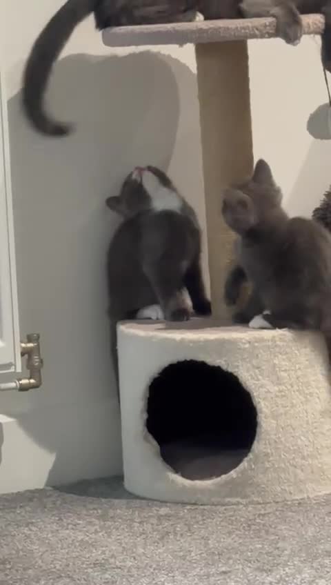 British Shorthair cats for sale: 2 Beautiful British shorthairs - rehoming in London - Video 3