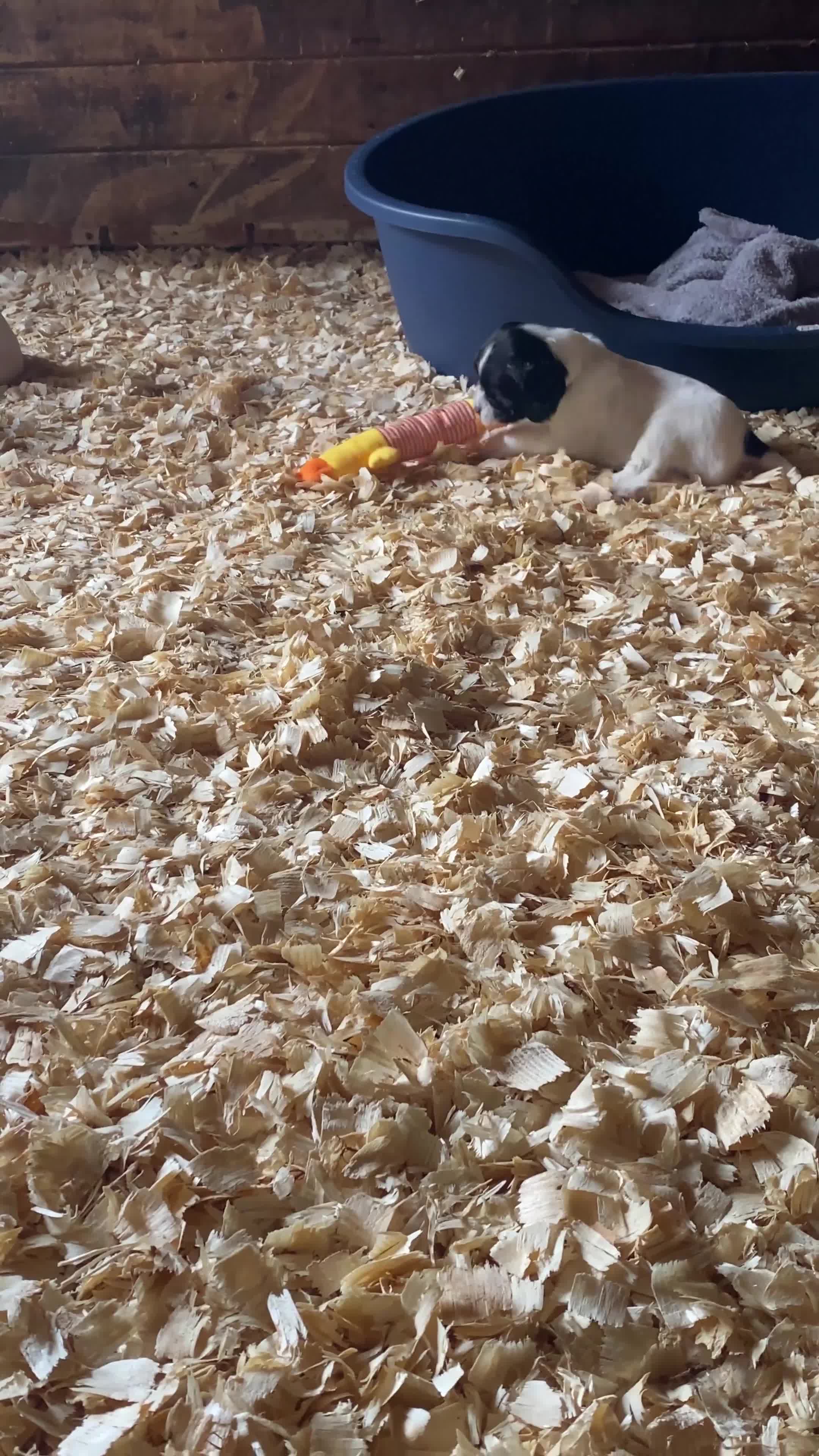 English Springer Spaniel dogs for sale: Championship Bred, Fully Health Tested Workers - Video 1