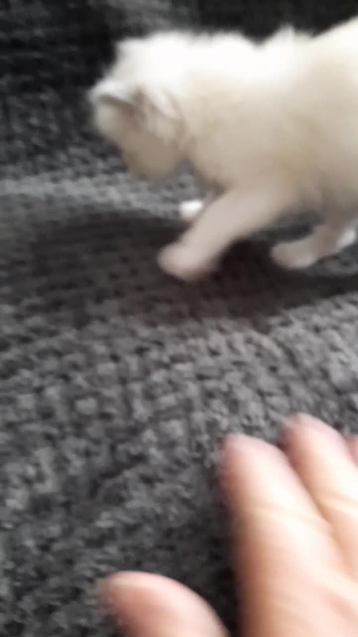 Ragdoll cats for sale: Ragdoll  - Video 1