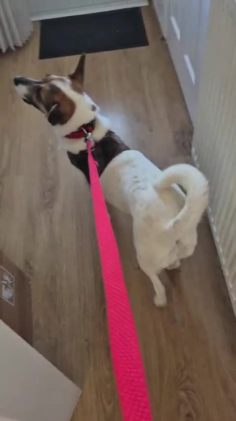 Mixed Breed dogs for adoption: ❤️🐶 SANYA – LOVING, CLEVER, JOYFUL SMALL GIRL in Redditch - Video 1