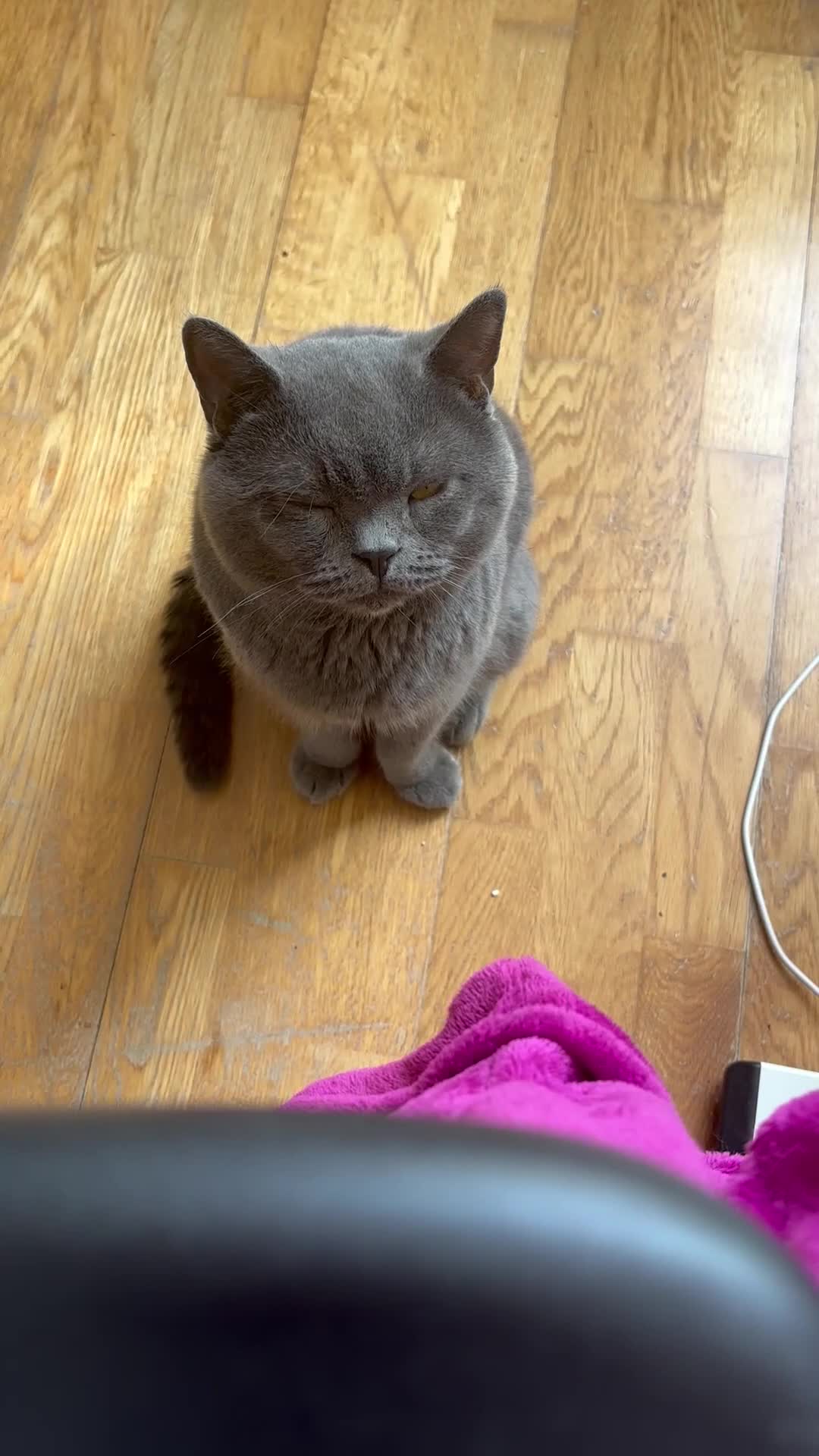 British Shorthair cats for sale: Lovely British Shorthair Cat for Sale – Simba 🐾 - Video 1