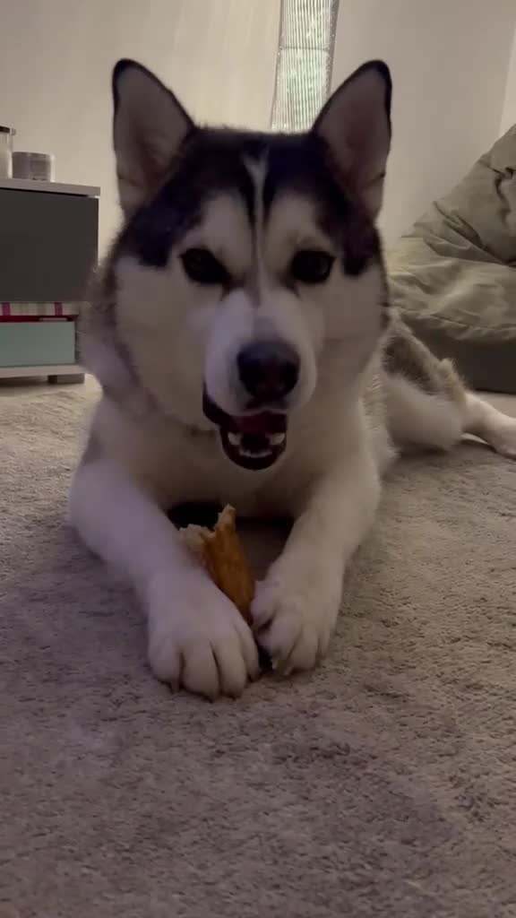 Siberian Husky dogs for adoption: Sunning 🐺 BILLY 🐺 - For An Experienced Home ❤️ in Newark - Video 2