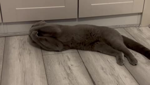 British Shorthair cats for stud: 🐈‍⬛ GIZZY THE STUD 🐈‍⬛ GCCF AND TICA REGISTERED  in Solihull - Video 1