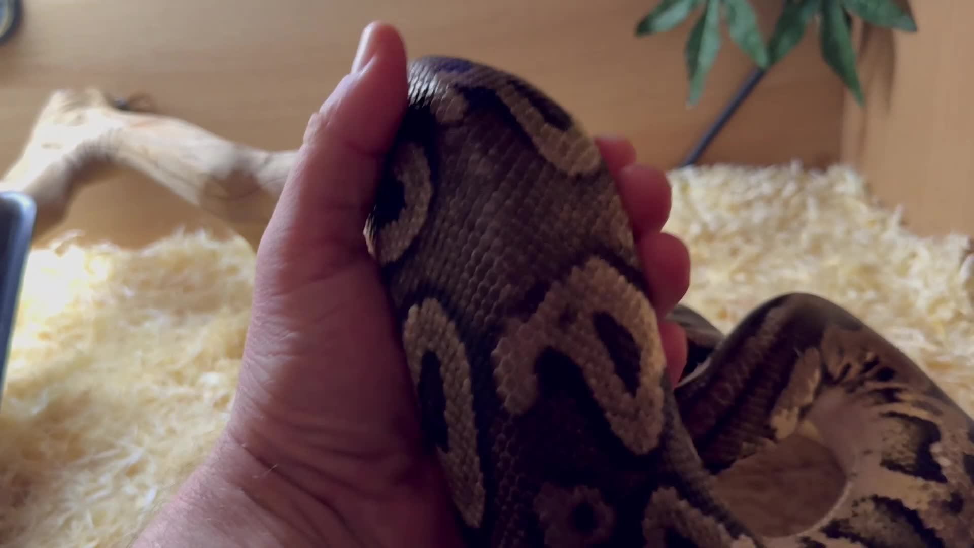 Python Snake reptiles for sale: Elizabeth looking for new home ;)  - Video 1