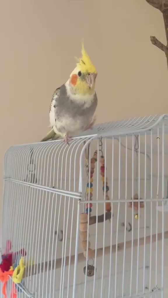 Cockatiels birds for sale: Musical, Friendly & Beautiful Cockatiel in Newton Abbot - Video 1