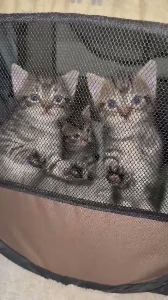 Mixed Breed cats for sale: 4 Gorgeous kittens for sale in Bacup - Video 2