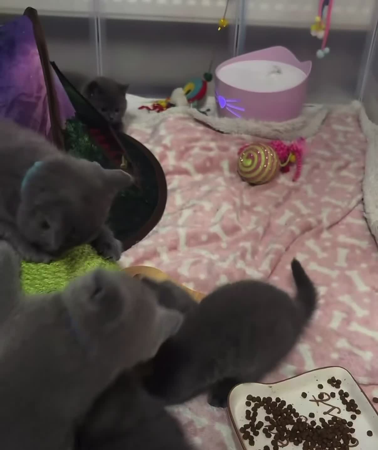 British Shorthair cats for sale: Last male looking for a loving home - Video 1