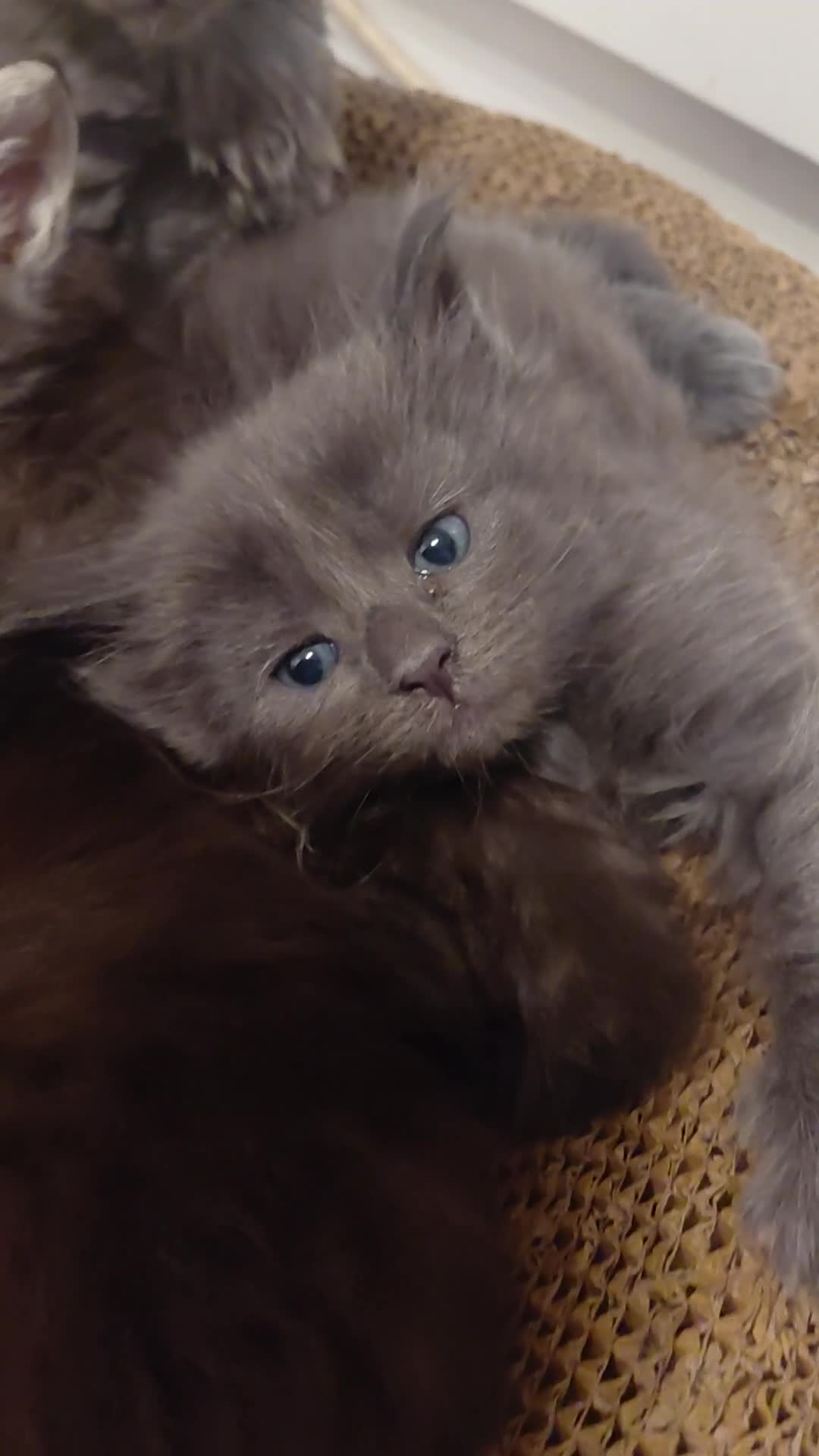 Maine Coon cats for sale: Maine Coon kittens  - Video 1