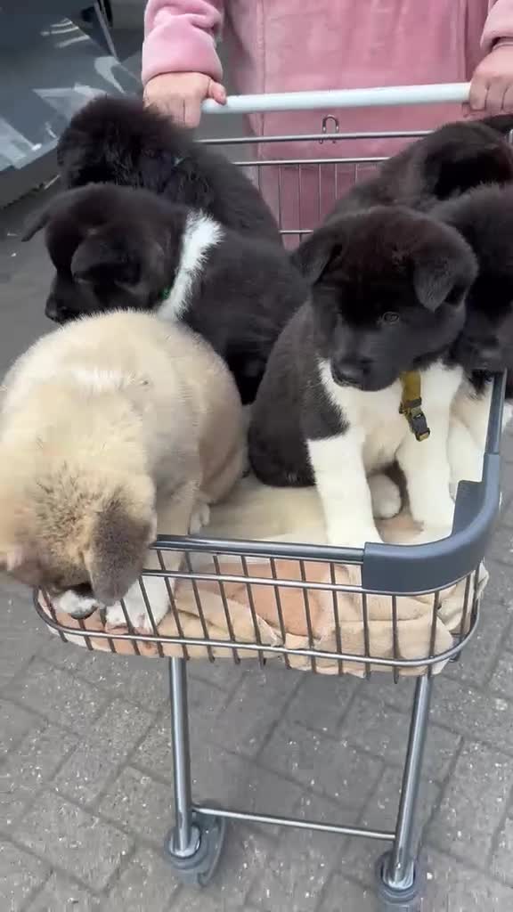 Akita dogs for sale: Wanted: new home for male Akita puppies ready now! - Video 1