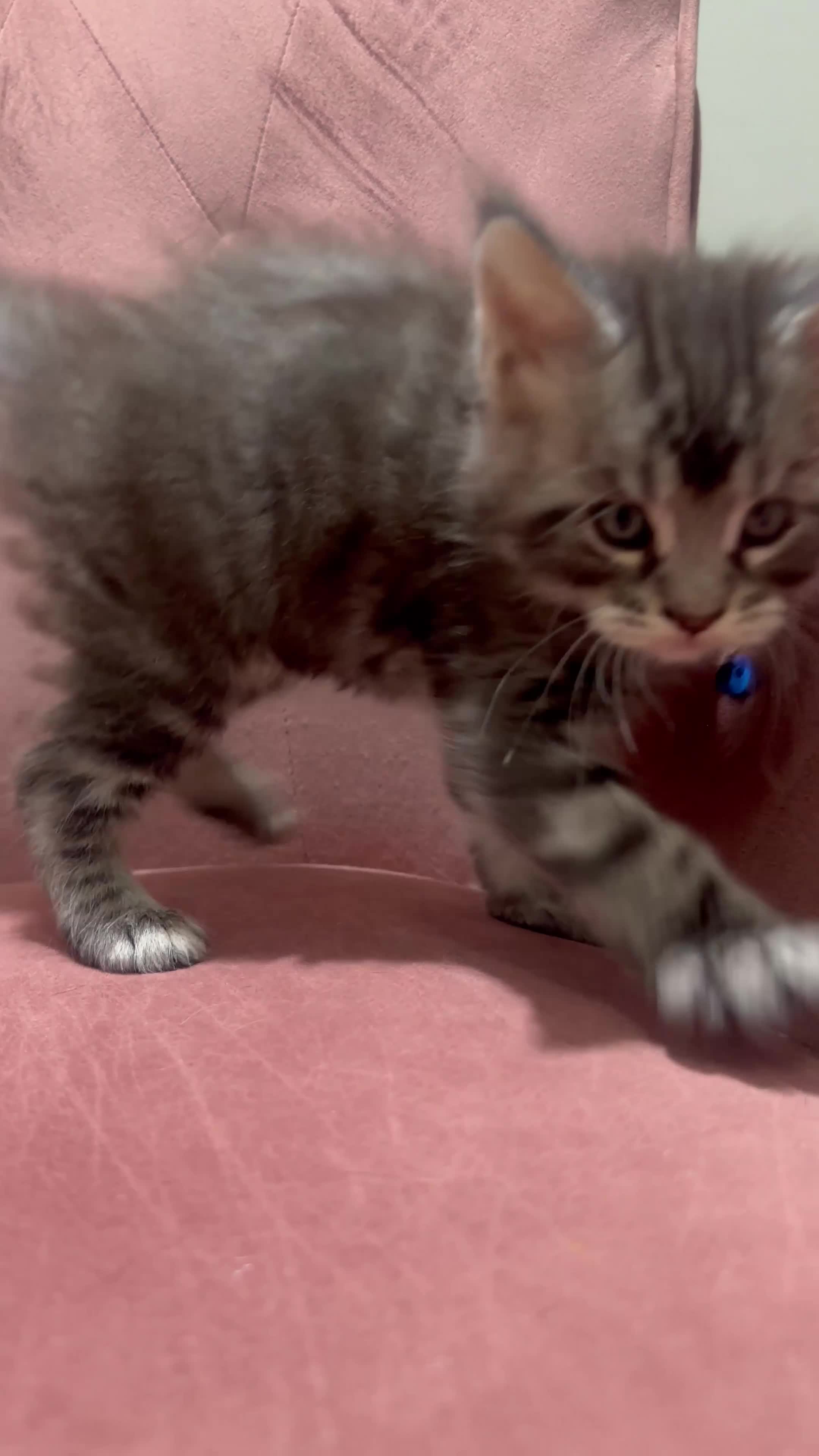 Maine Coon cats for sale: Pedagree GCCF Registered Maine Coon Kittens - Video 1