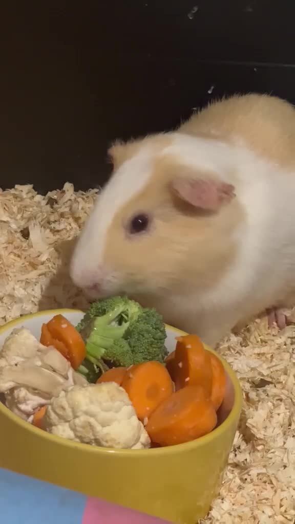 Guinea Pig rodents for sale: 3 Male Guinea Pigs Looking 4 New Forever Home 🐹❤️ - Video 2
