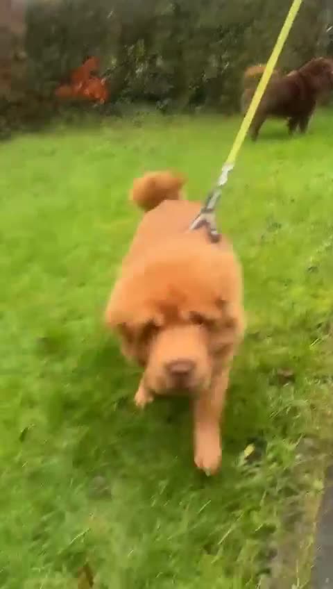 Shar Pei dogs for sale: Top quality bear coat sharpei  - Video 1