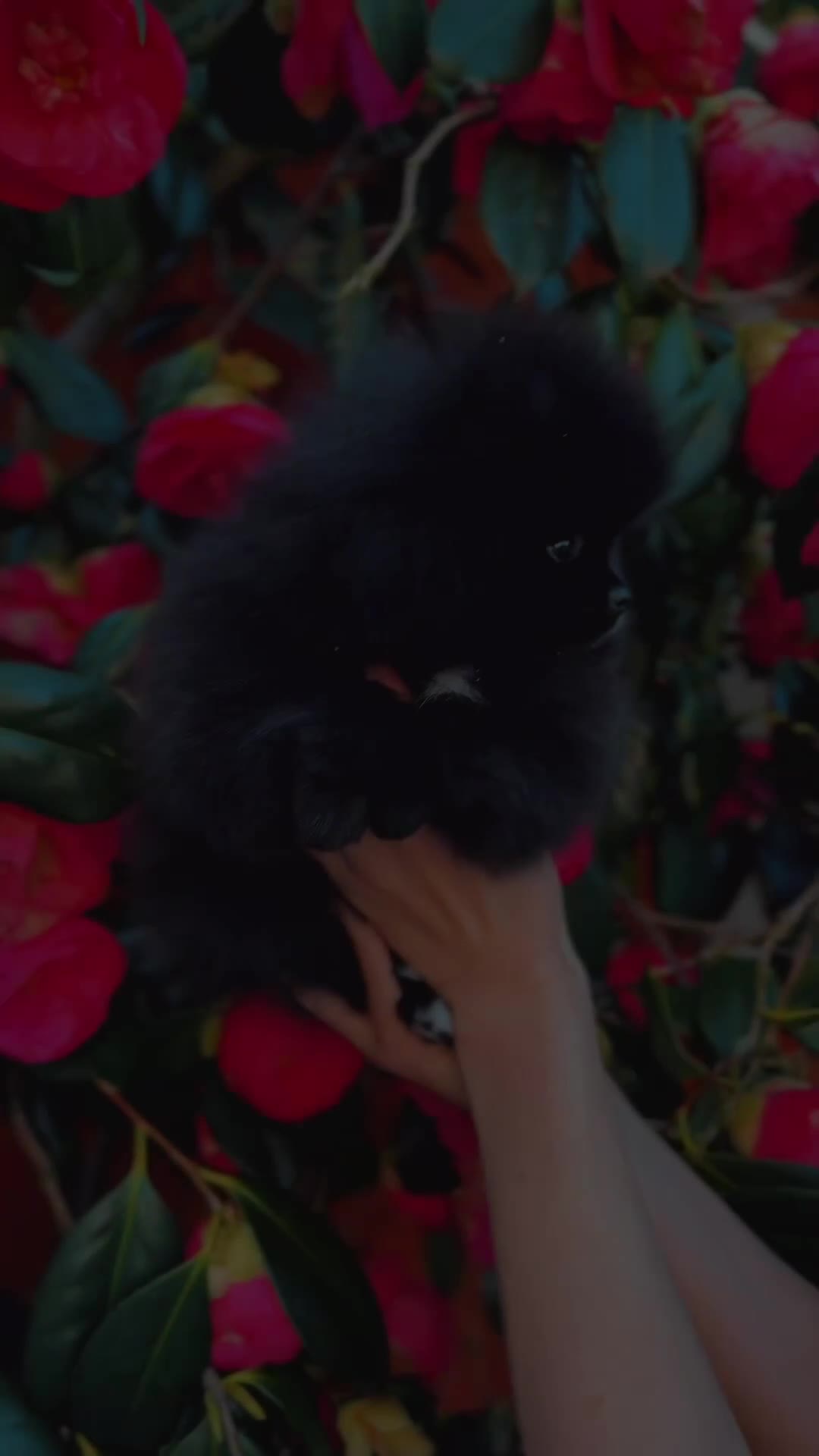 Pomeranian dogs for sale: Teddy bear Black Pomeranian girl - Video 1
