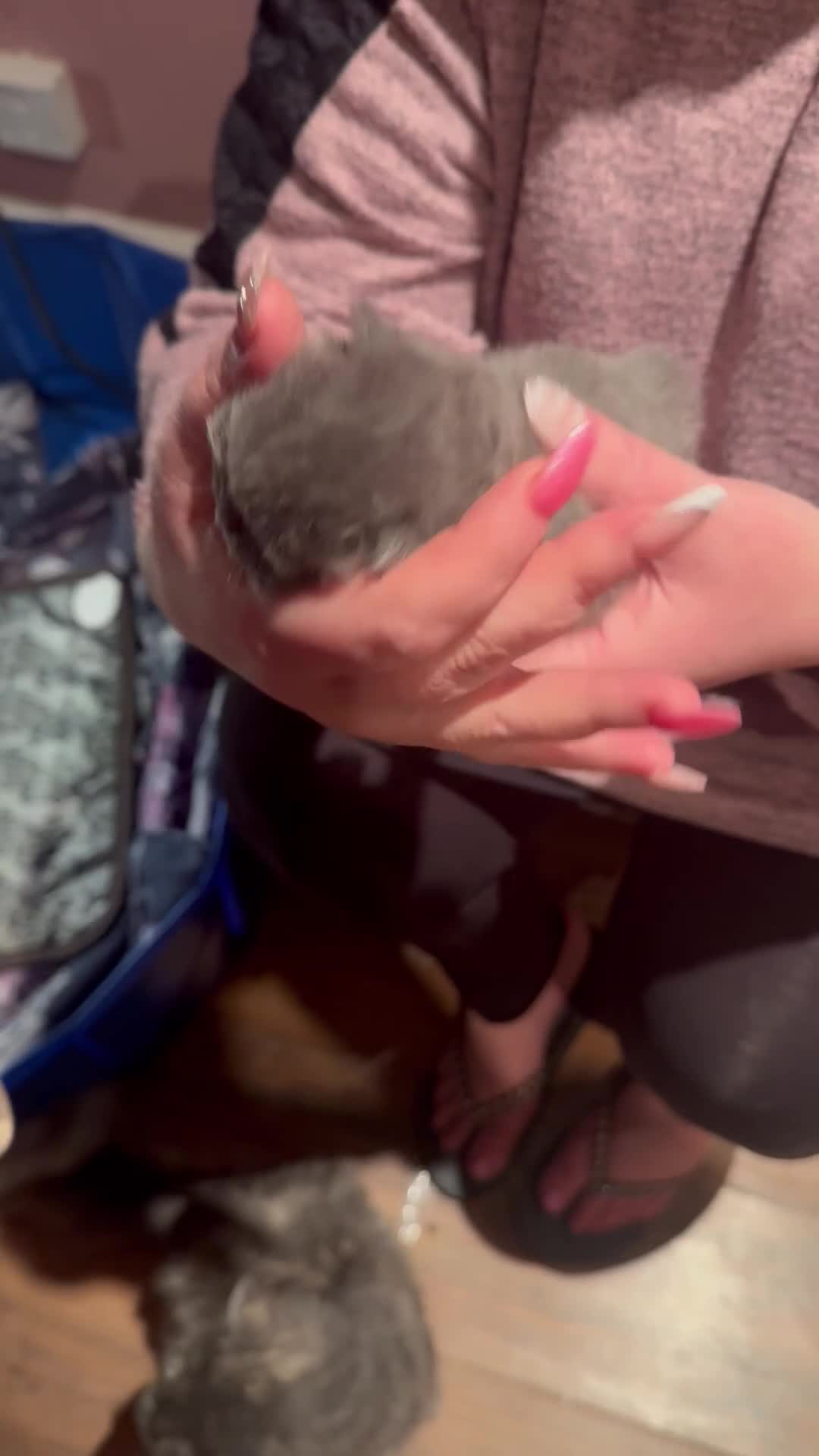 Maine Coon cats for sale: Main coon adorable kittens  - Video 5