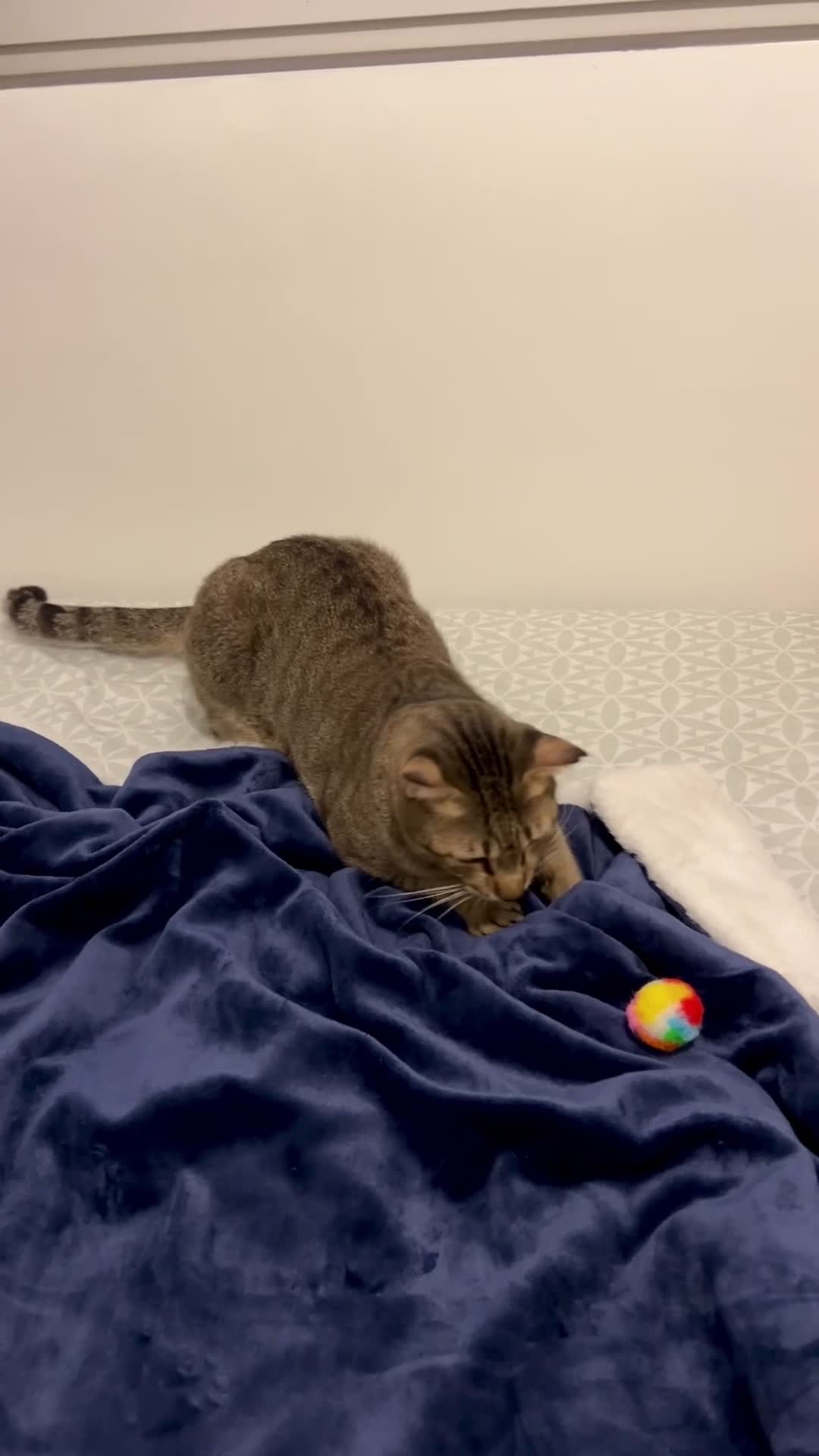 Arabian Mau cats for adoption: Kevin is looking for his human  - Video 2