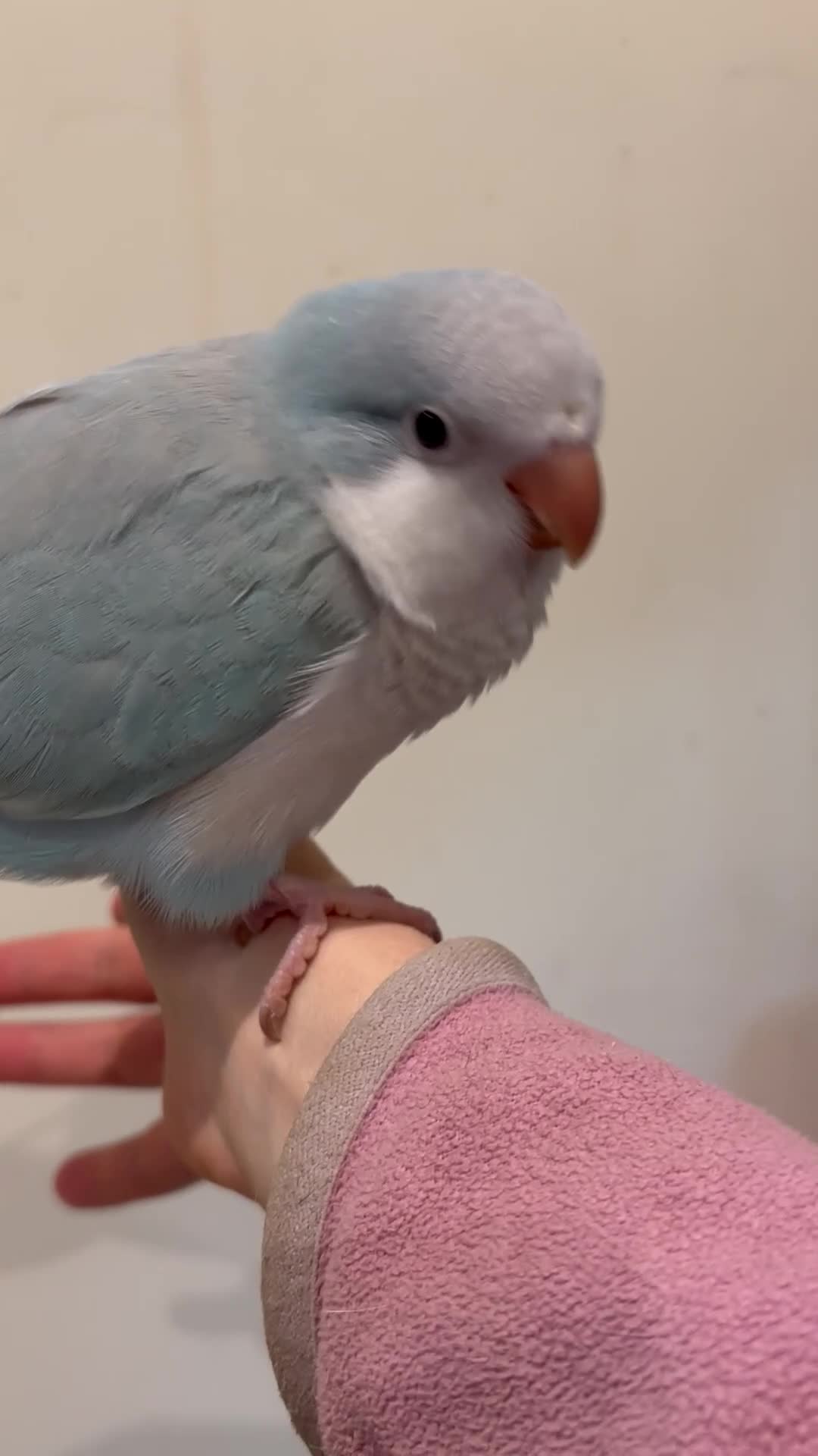 Parrots birds for sale: Hand reared quaker parrot - Video 4