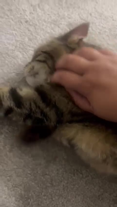 Arabian Mau cats for adoption: Loving Retirement Home in Scotland - Video 2