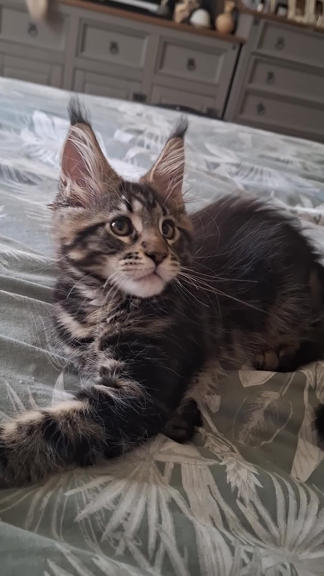 Maine Coon cats for sale: Lintons Pride Maine Coon Kittens. Ready Now - Video 2