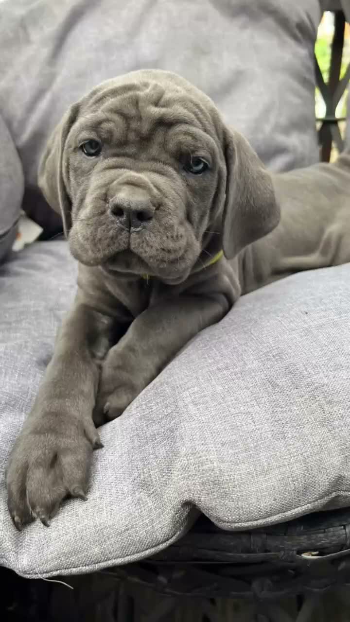 Cane Corso dogs for sale: Cane Corso Puppies in Leicester - Video 1