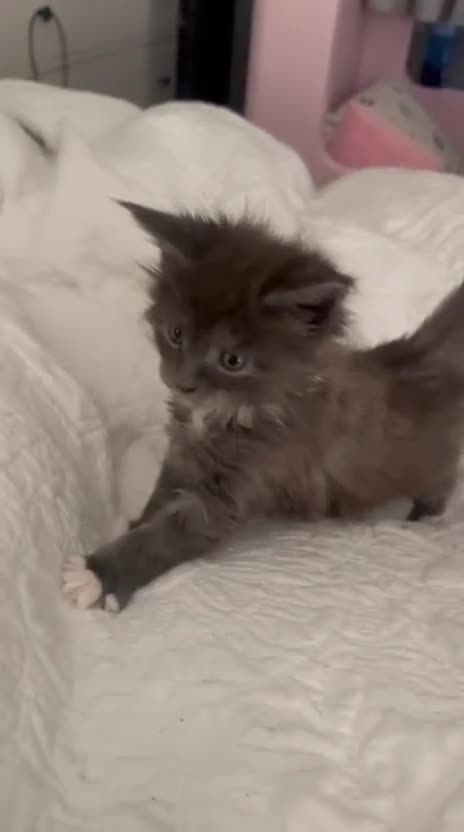 Maine Coon cats for sale: Stunning Litter Of Maine Coon Kittens  - Video 5