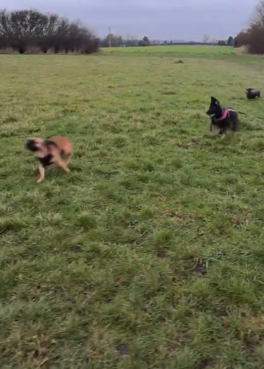 German Shepherd dogs for sale: german shepherd pup - Video 1