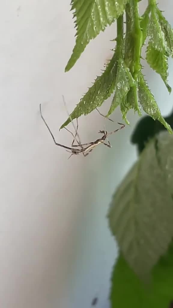 Stick Insects invertebrates for sale: 6 Thai beauty stick insects for new homes  - Video 1