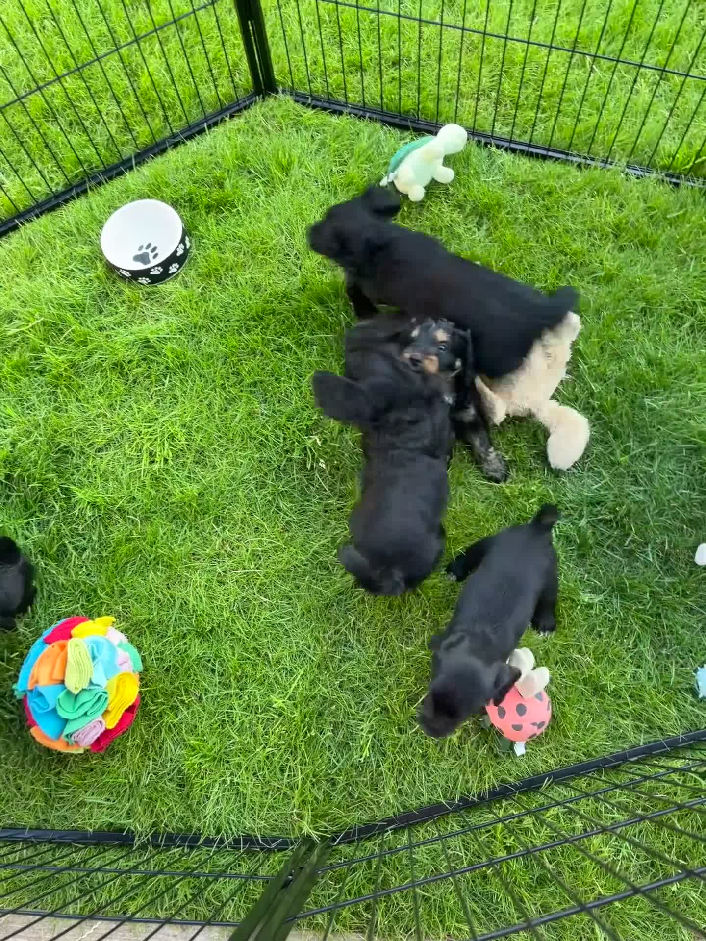 Mixed Breed dogs for sale: Cockapoo cross puppies for sale  - Video 1