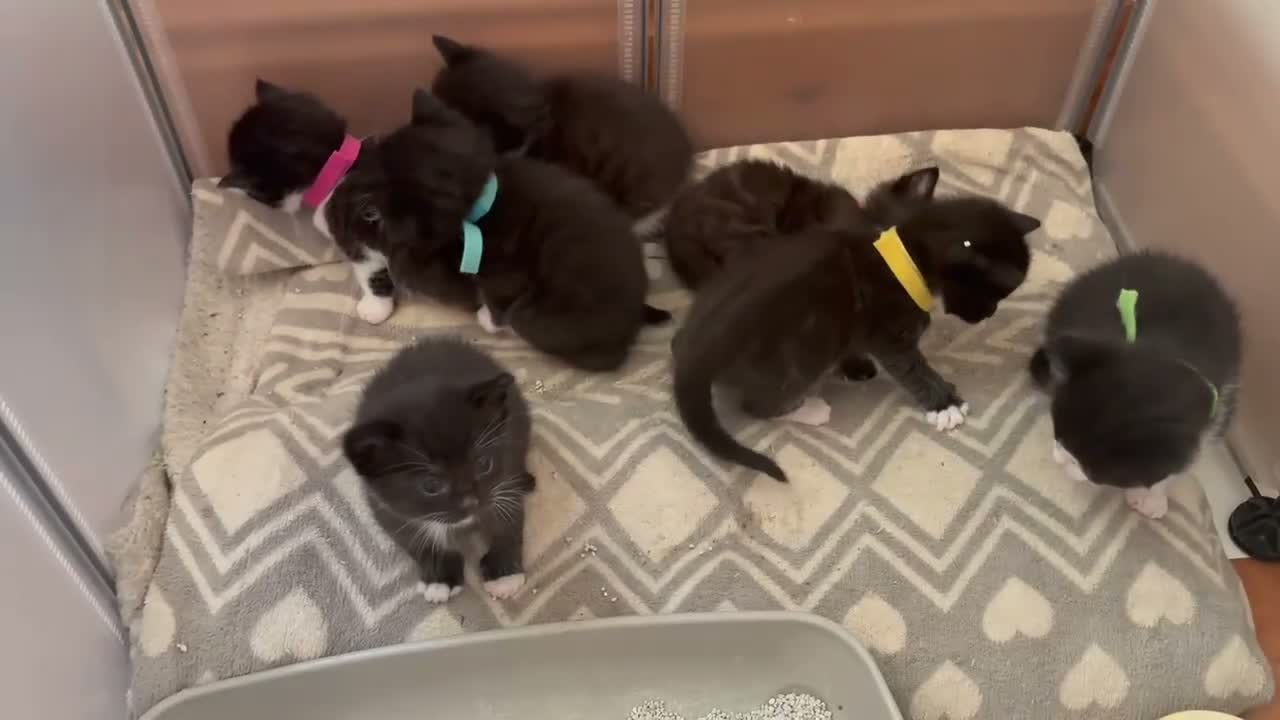 Mixed Breed cats for sale: Beautiful family kittens *microchipped*  - Video 1