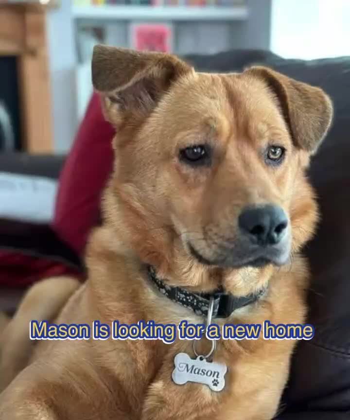 Mixed Breed dogs for adoption: Rescue boy Mason is looking for his second chance! - Video 1