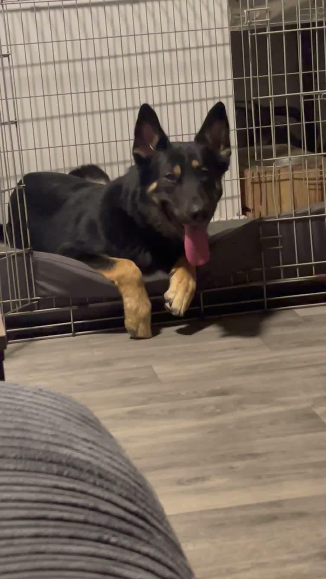 Mixed Breed dogs for sale: Stunning Shepherd Puppies Parents Can Be Seen - Video 5