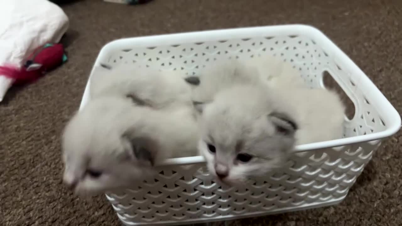 Siberian cats for sale: Pure bred siberian kittens  - Video 1