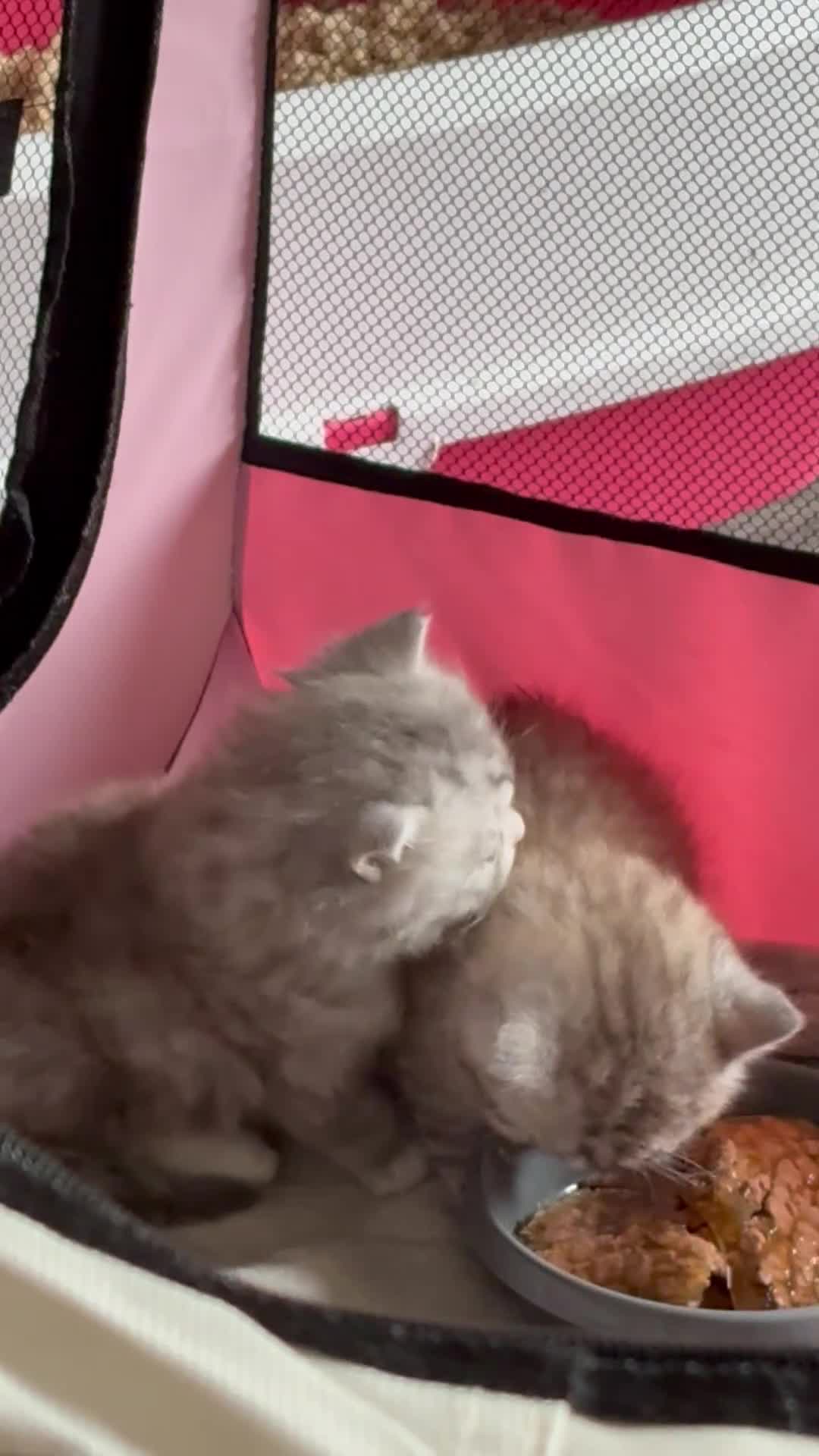 British Shorthair cats for sale: British shorthair X - Video 1