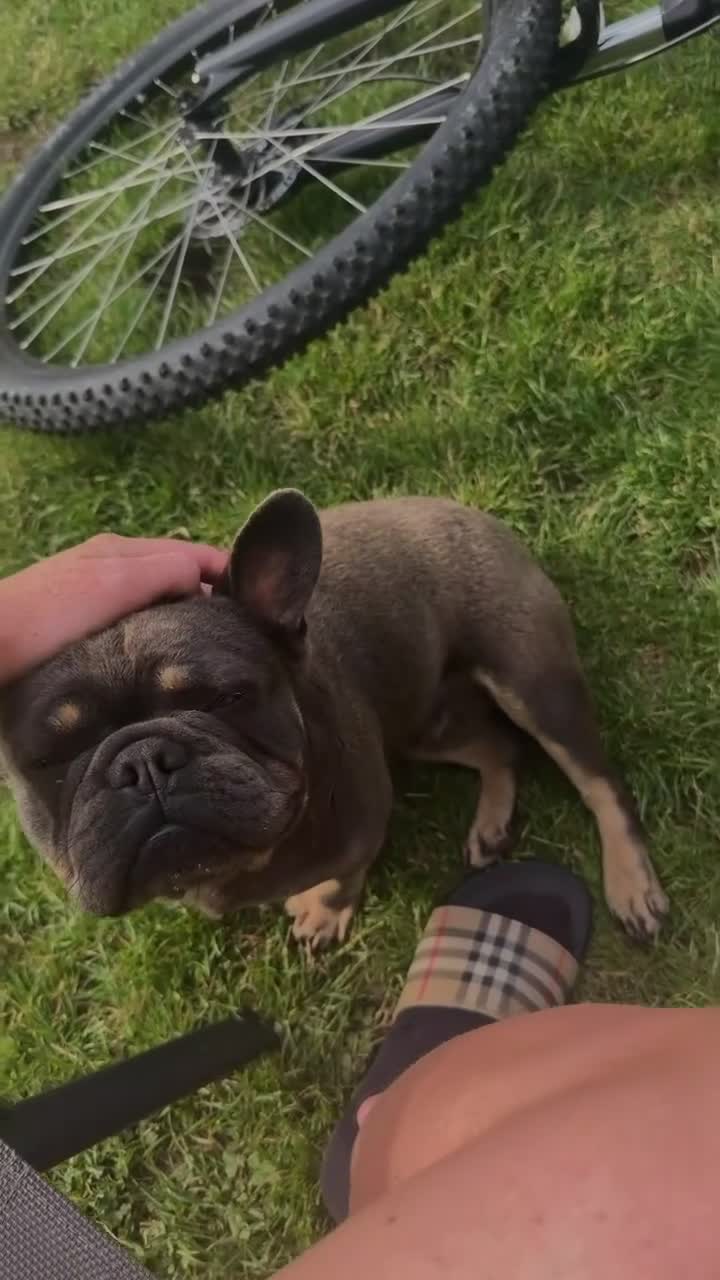 French Bulldog dogs for sale: French Bulldog 🎀 in Immingham - Video 1