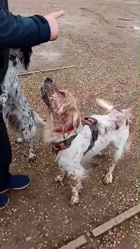 Mixed Breed dogs for adoption: RESERVED - Rafa, English Setter/Boxer cross in Bishop's Stortford - Video 3