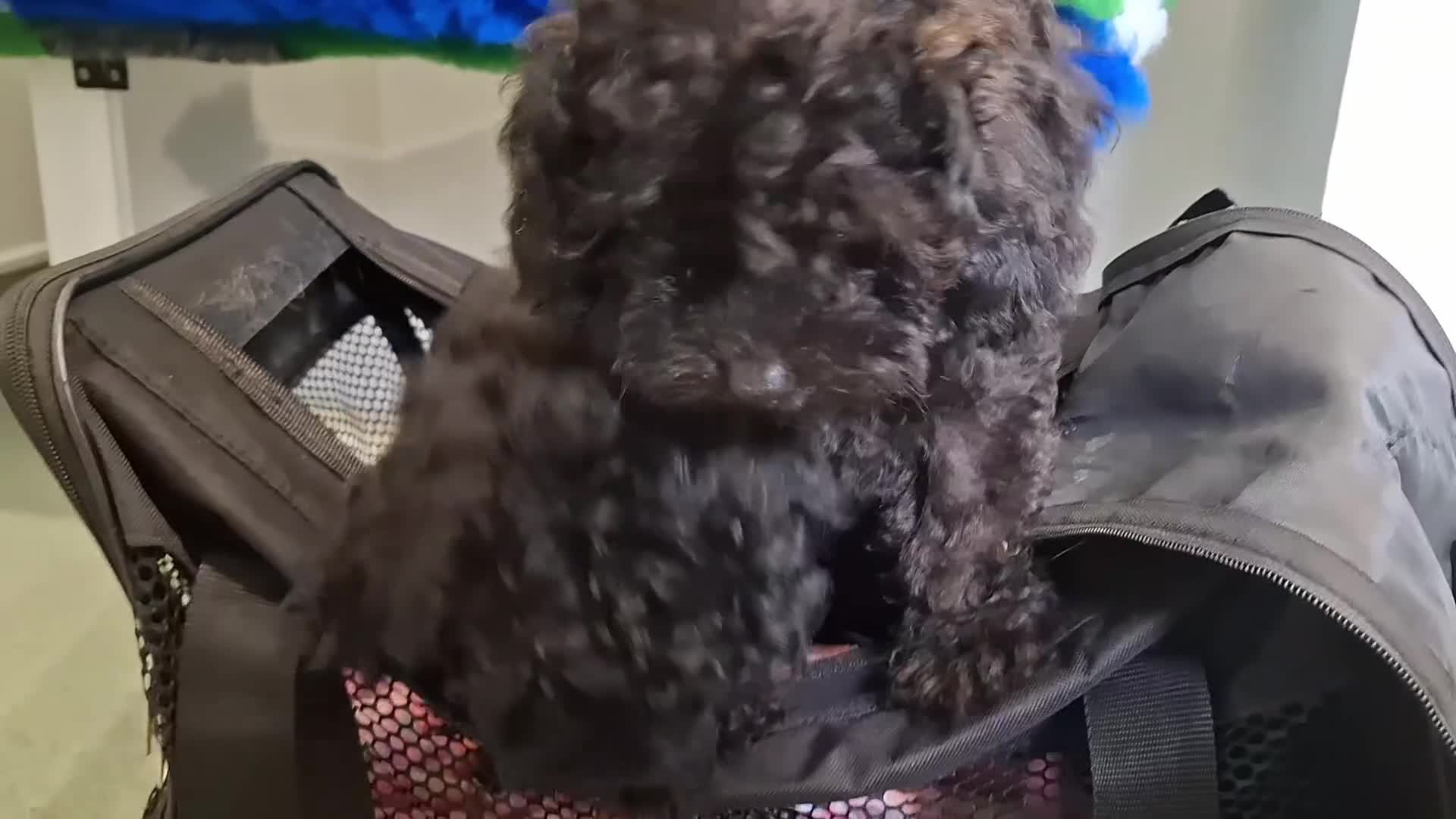 Toy Poodle dogs for sale: Asian mini toy poodles - sable , fully vaccinated  - Video 1