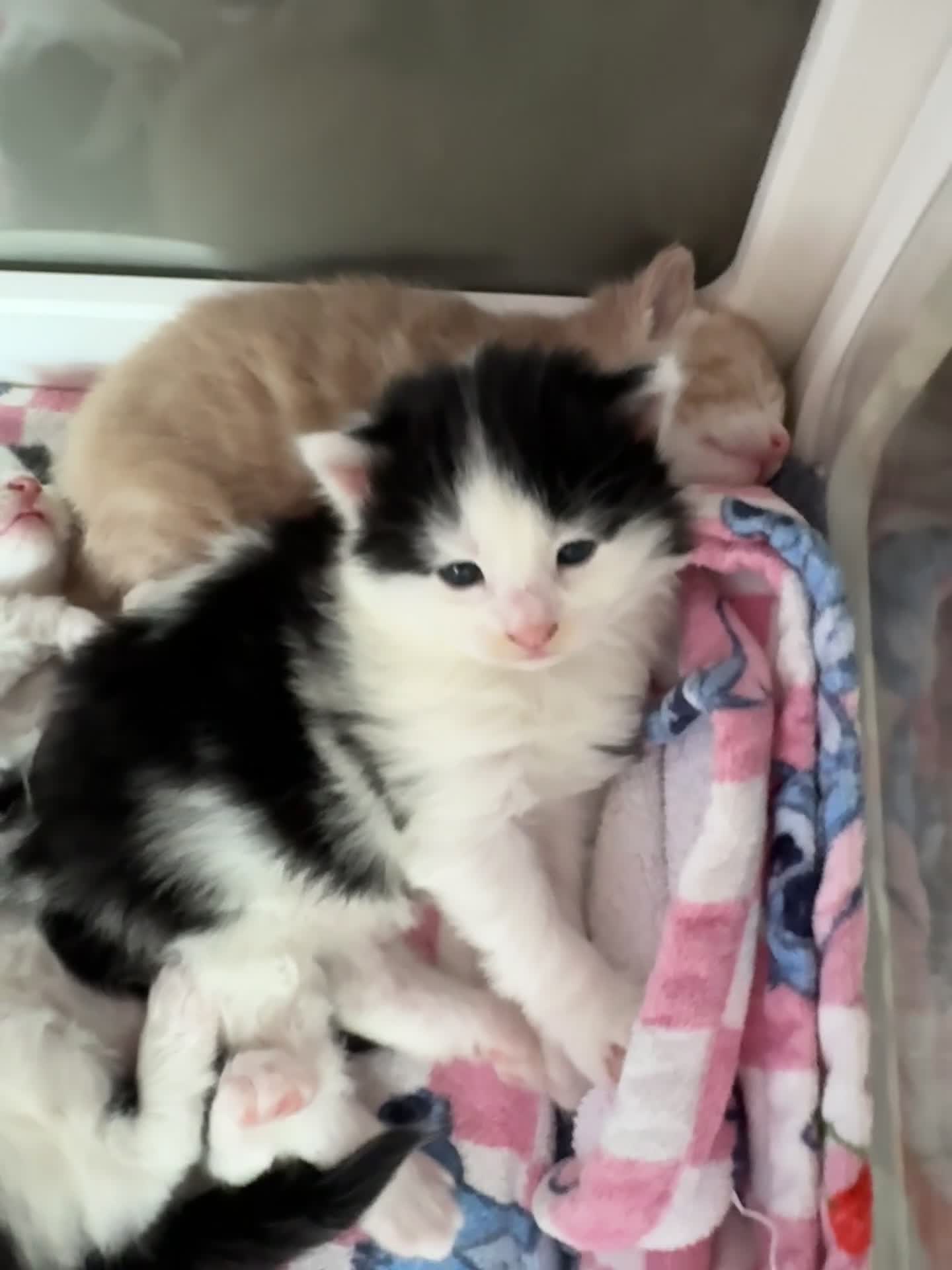 Mixed Breed cats for sale: Beautiful half Maine coon ginger and grey kittens  - Video 1