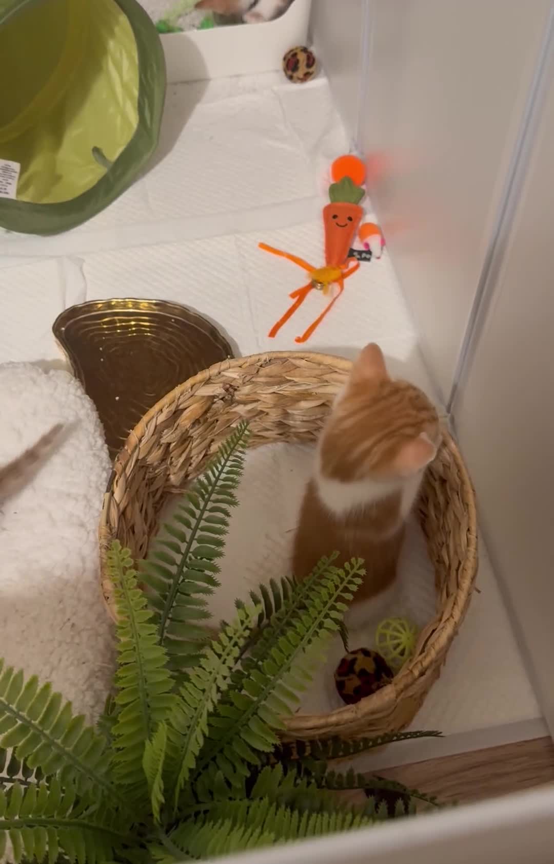 Mixed Breed cats for sale: 8-9weeks ginger kittens-boys300£ each girl350£ 🐱  - Video 1