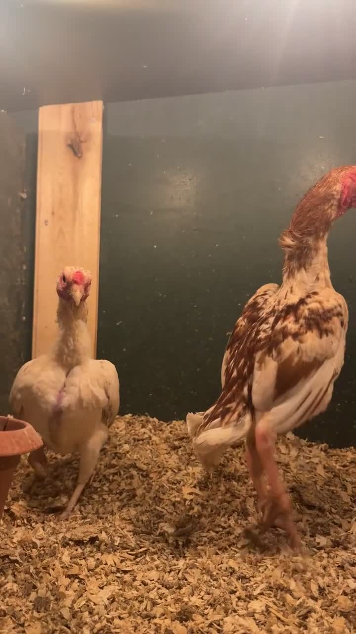 Chickens poultry for sale: Ko Shamo trio  - Video 1