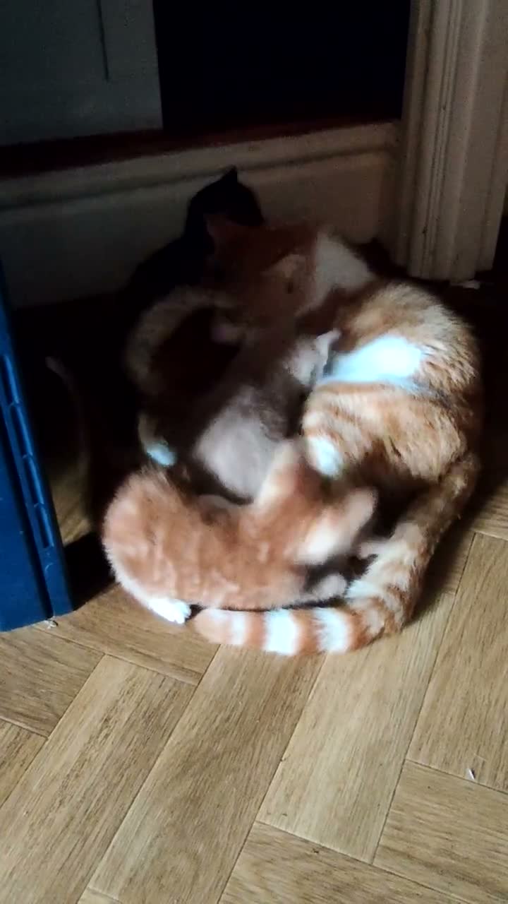 Mixed Breed cats for sale: 4 beautiful kittens in Leighton Buzzard - Video 1