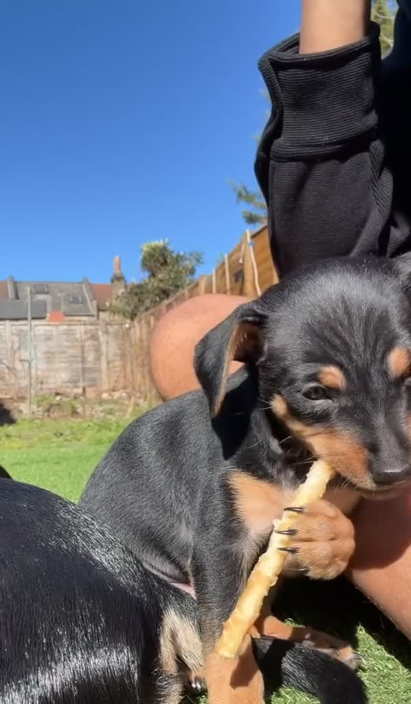 Mixed Breed dogs for sale: Stunning Miniature Pinscher x Chihuahua Puppy - Video 1