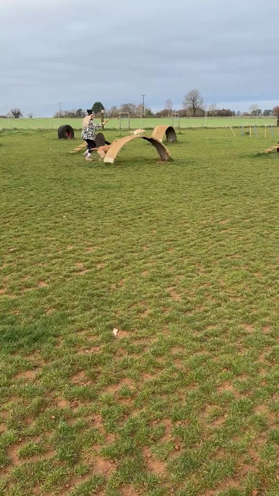 Labrador Retriever dogs for stud: Billy - 3YO Labrador Retriever Stud in Oxfordshire - Video 1