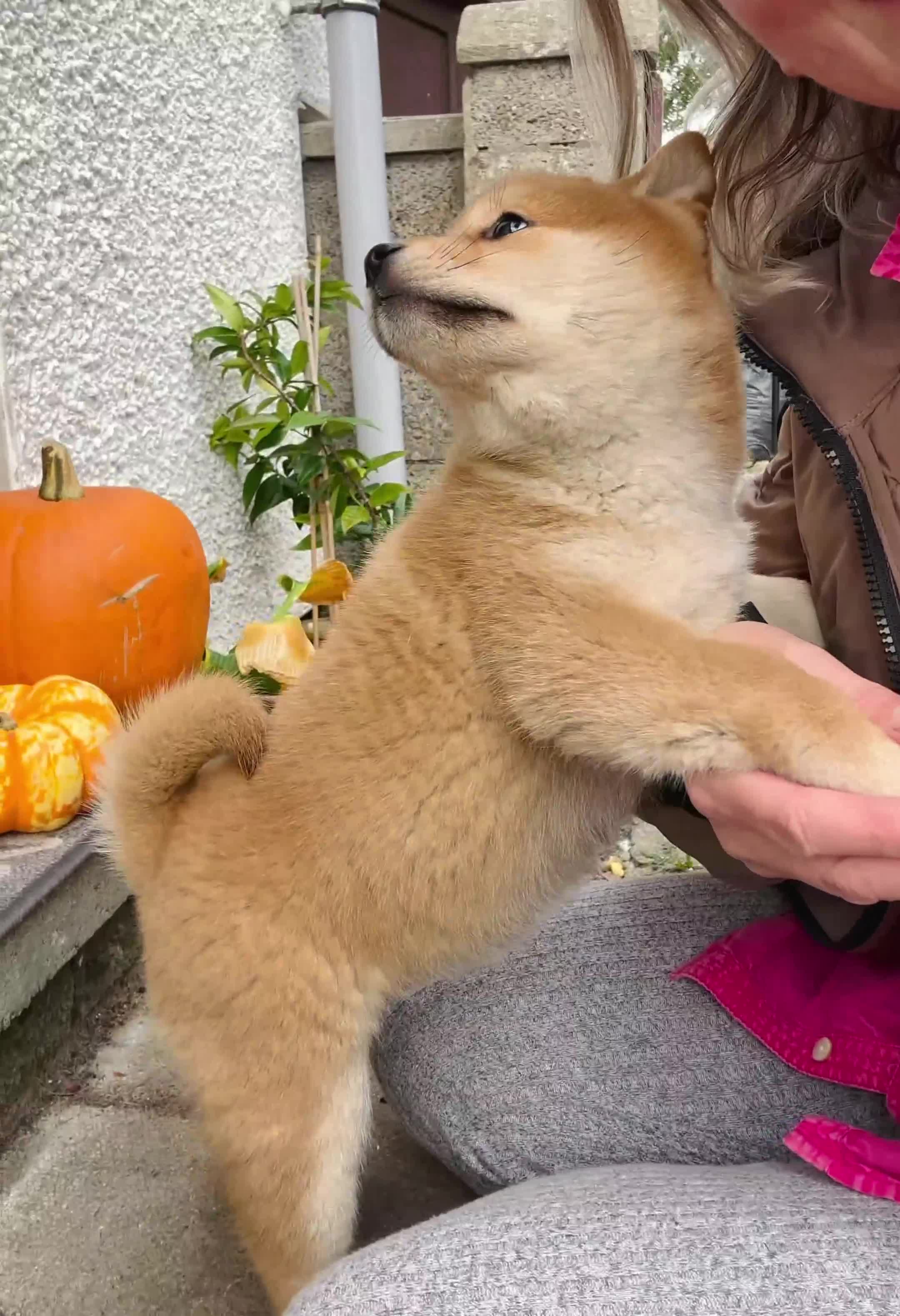 Japanese Shiba Inu dogs for sale: KC reg Japanese Shiba Inu puppies  - Video 1
